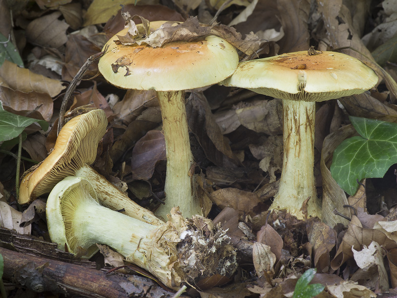 Cortinarius elegantissimus